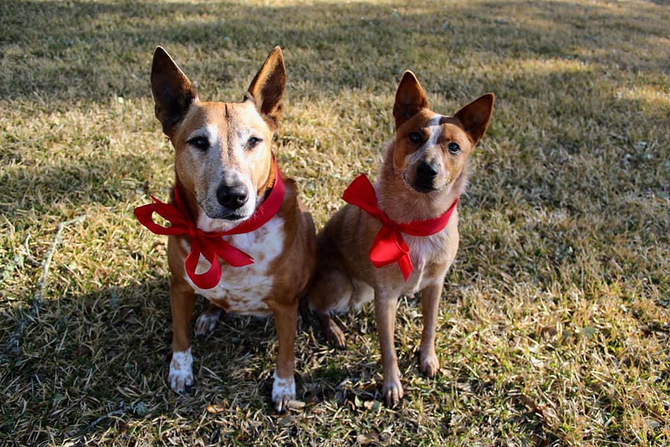 Mixed Breed Dogs